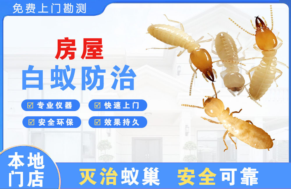 简阳房屋白蚁防治